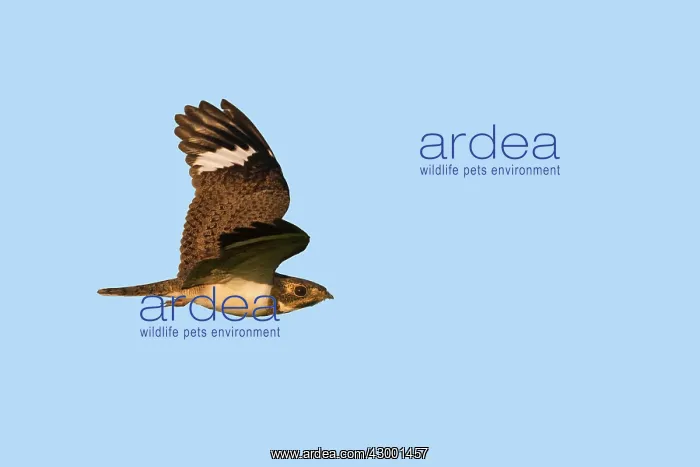 : Nacunda Nighthawk : Nacunda Nighthawk