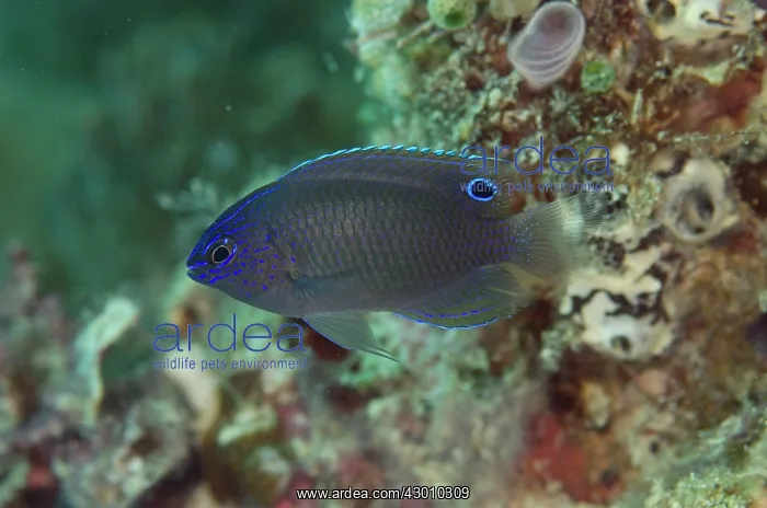 : Nagasaki Damselfish Wainilu dive site, Rinca Island : Nagasaki Damselfish Wainilu dive site, Rinca Island