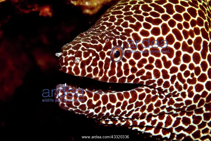 : Nahaufnahme einer grossen Netzmurane (Gymnothorax : Nahaufnahme einer grossen Netzmurane (Gymnothorax