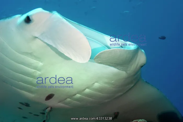 : Nahaufnahme von Kopf von Manta (Manta birostris) : Nahaufnahme von Kopf von Manta (Manta birostris)