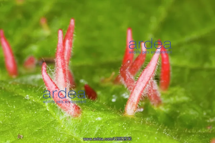 : Nail galls on lime leaf, caused by mite : Nail galls on lime leaf, caused by mite