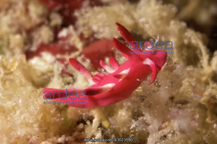 : Nakamoto Okenia Nudibranch : Nakamoto Okenia Nudibranch