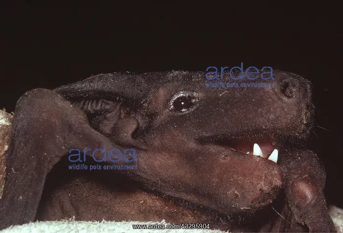 : NAKED BAT - close-up of head : NAKED BAT - close-up of head