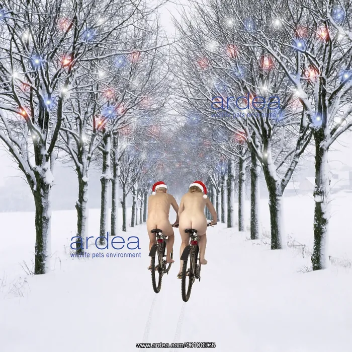 : Naked couple in Christmas hats cycling down tree-lined : Naked couple in Christmas hats cycling down tree-lined