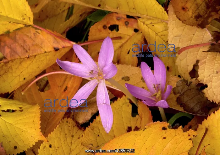 : Naked ladies / meadow saffron / Autumn crocus - : Naked ladies / meadow saffron / Autumn crocus -