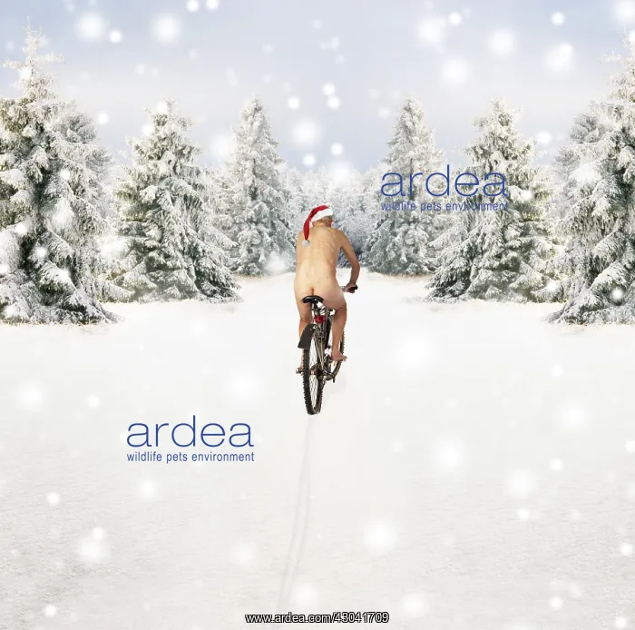 : Naked male in Christmas hat cycling through winter scene : Naked male in Christmas hat cycling through winter scene