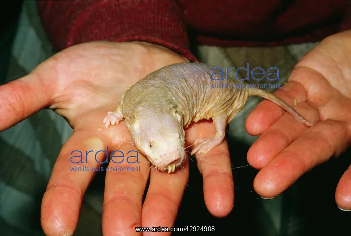 : NAKED Mole-rat : NAKED Mole-rat
