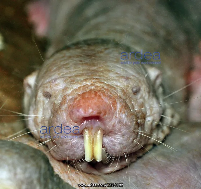 : Naked Mole Rat : Naked Mole Rat