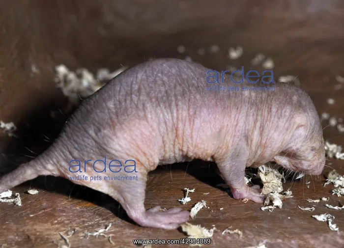 : Naked Mole Rat : Naked Mole Rat