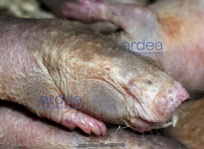: Naked Mole Rat : Naked Mole Rat