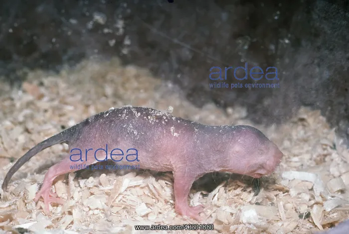 : NAKED Mole-rat : NAKED Mole-rat