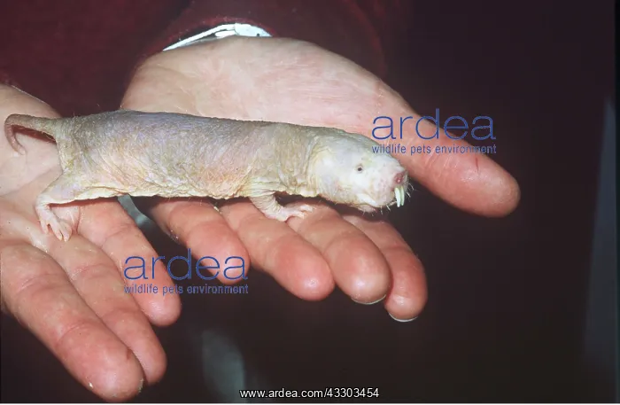 : NAKED Mole-rat / SAND-PUPPY : NAKED Mole-rat / SAND-PUPPY