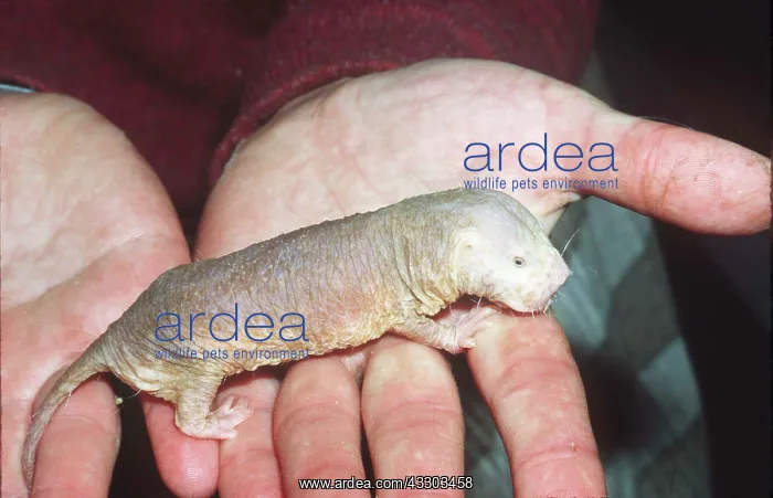 : NAKED Mole-rat / SAND-PUPPY : NAKED Mole-rat / SAND-PUPPY