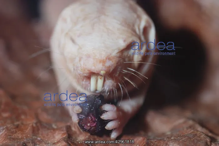 : Naked Mole Rat underground : Naked Mole Rat underground