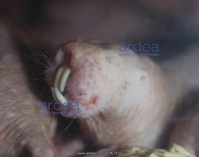 : Naked Mole Rat underground : Naked Mole Rat underground