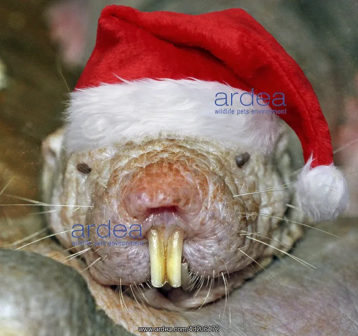 : Naked Mole Rat, wearing Christmas hat. Digital manipulation : Naked Mole Rat, wearing Christmas hat. Digital manipulation