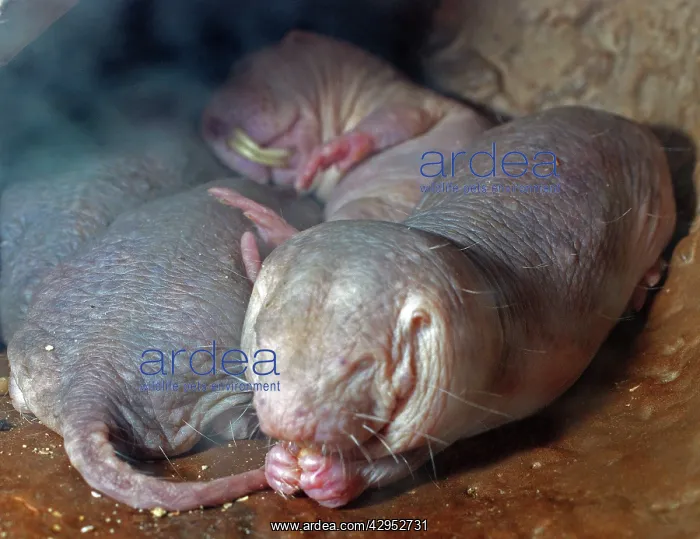 : Naked Mole Rats : Naked Mole Rats