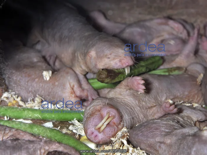 : Naked Mole Rats - group asleep underground : Naked Mole Rats - group asleep underground
