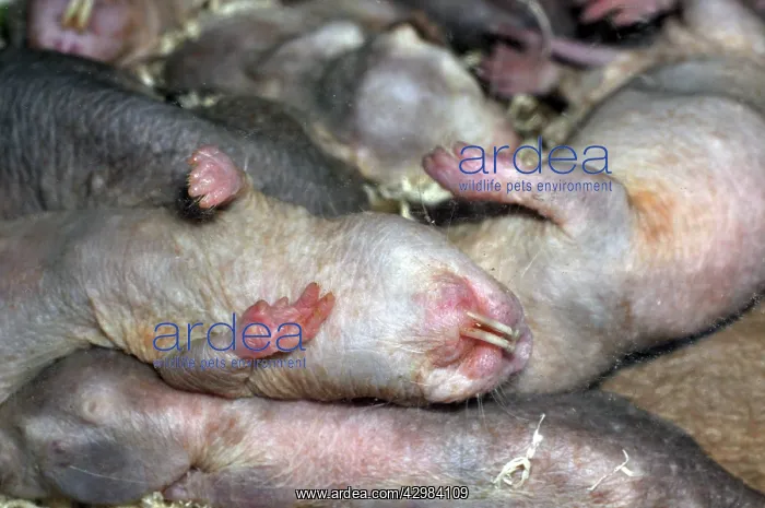: Naked Mole Rats - group asleep underground : Naked Mole Rats - group asleep underground