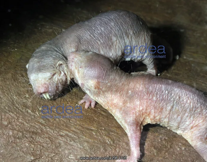 : Naked Mole Rats - interacting : Naked Mole Rats - interacting