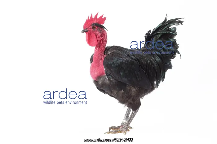  : Naked Neck Chicken Cockerel  /  Rooster