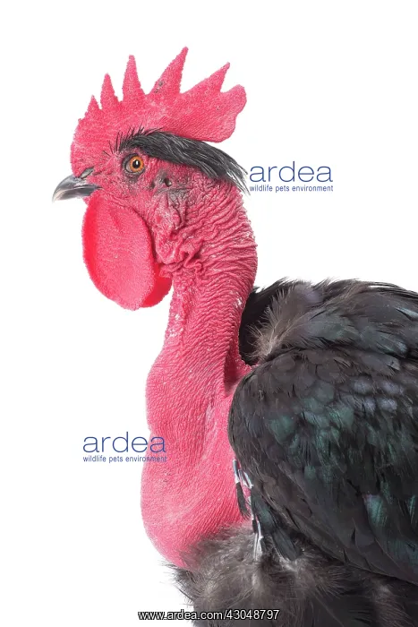  : Naked Neck Chicken Cockerel  /  Rooster