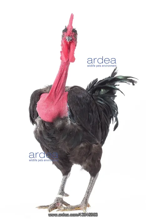  : Naked Neck Chicken Cockerel  /  Rooster