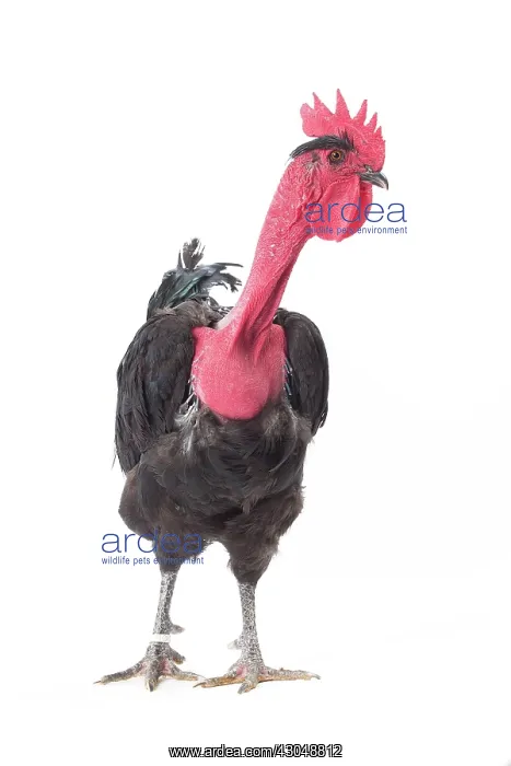  : Naked Neck Chicken Cockerel  /  Rooster