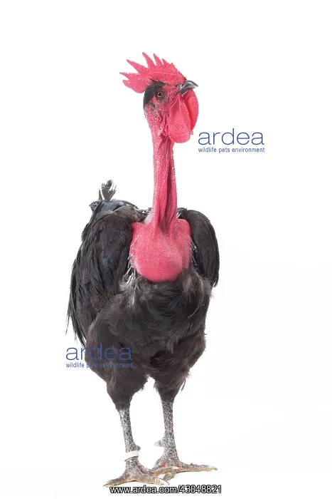  : Naked Neck Chicken Cockerel  /  Rooster