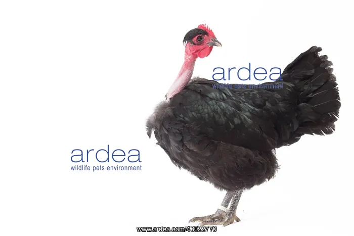  : Naked Neck Chicken Hen