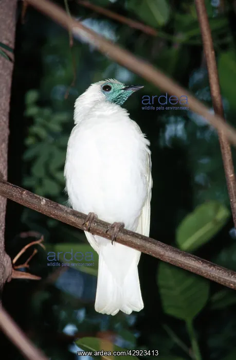 : Naked-throated / Bare-throated Bellbird : Naked-throated / Bare-throated Bellbird