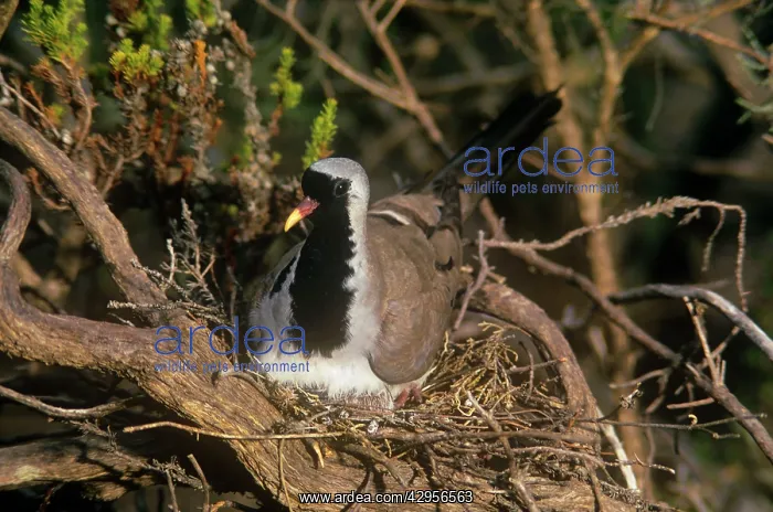  : Namagua Dove - male at nest