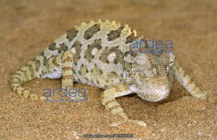 : Namaqua Chameleon : Namaqua Chameleon