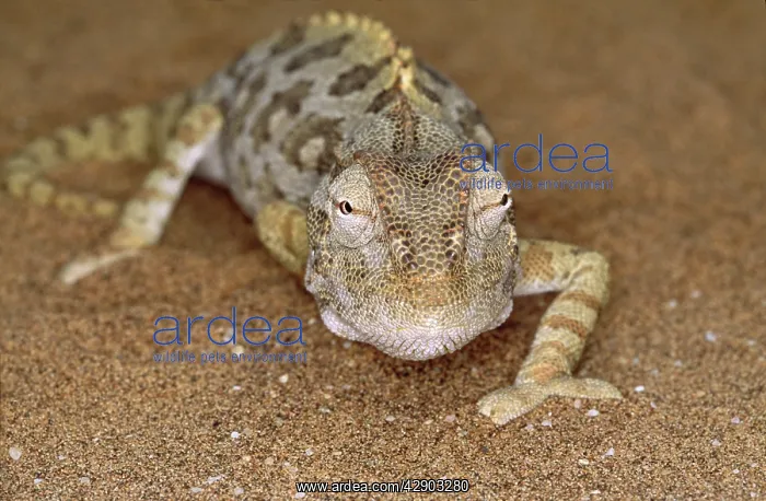 : Namaqua Chameleon : Namaqua Chameleon