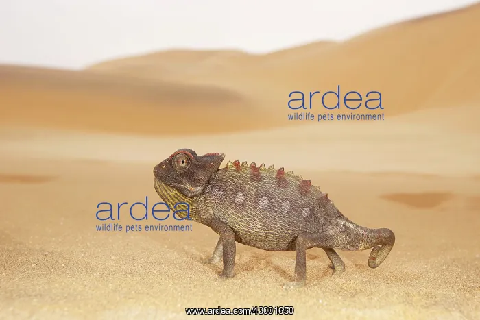 : Namaqua Chameleon : Namaqua Chameleon