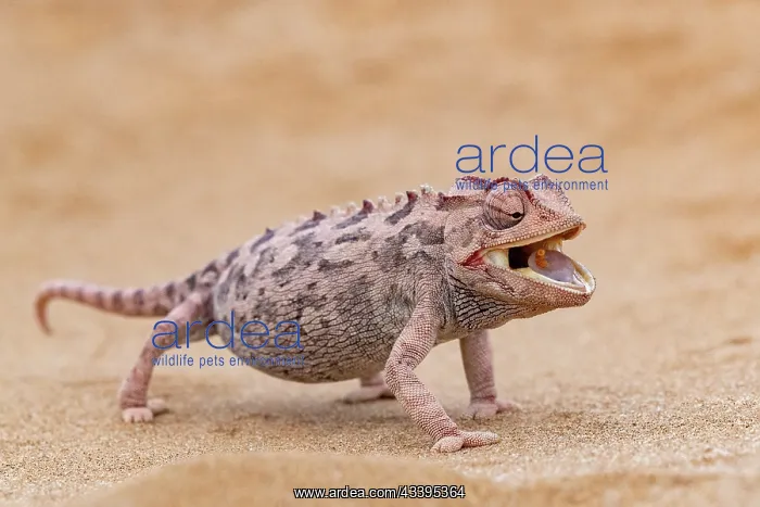 : NAMAQUA CHAMELEON : NAMAQUA CHAMELEON