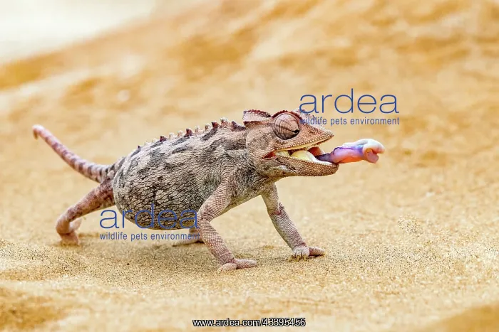 : NAMAQUA CHAMELEON : NAMAQUA CHAMELEON