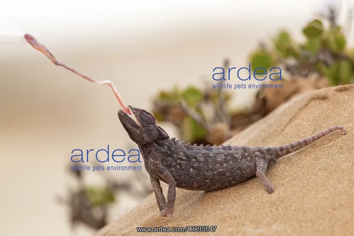 : NAMAQUA CHAMELEON : NAMAQUA CHAMELEON