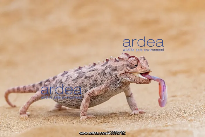 : NAMAQUA CHAMELEON : NAMAQUA CHAMELEON
