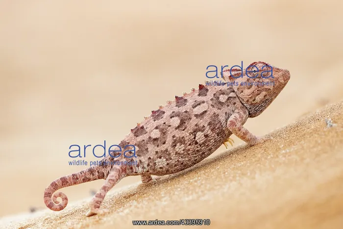 : NAMAQUA CHAMELEON : NAMAQUA CHAMELEON