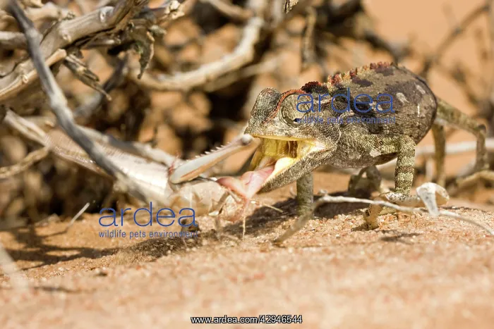 : Namaqua Chameleon - In the act of catching a locust : Namaqua Chameleon - In the act of catching a locust