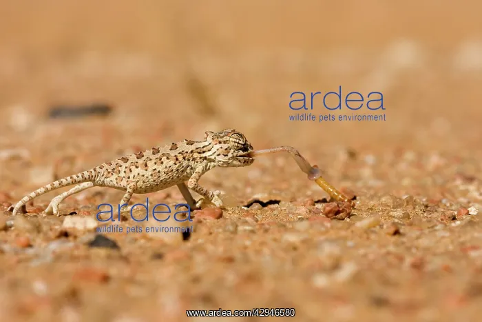 : Namaqua Chameleon - Baby catching its prey : Namaqua Chameleon - Baby catching its prey