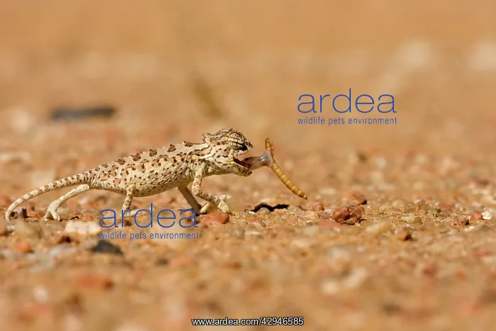: Namaqua Chameleon - Baby catching its prey : Namaqua Chameleon - Baby catching its prey