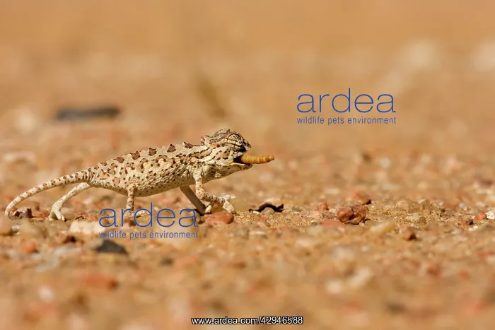 : Namaqua Chameleon - Baby catching its prey : Namaqua Chameleon - Baby catching its prey