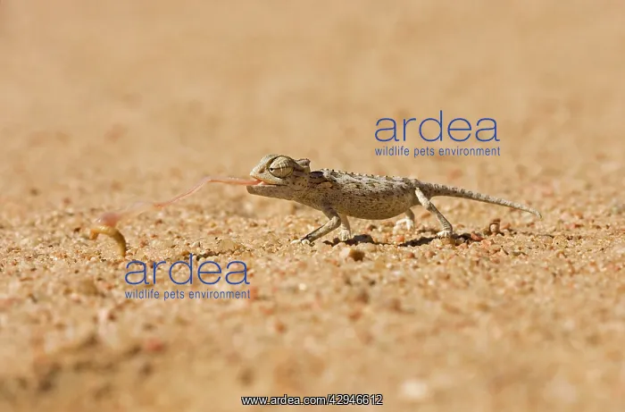 : Namaqua Chameleon - Baby catching its prey-side profile : Namaqua Chameleon - Baby catching its prey-side profile