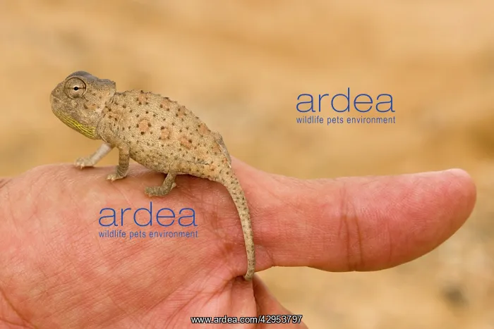  : Namaqua Chameleon - baby perched on a human thumb