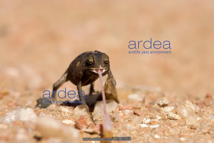 : Namaqua Chameleon-Baby with tongue extended - black phase : Namaqua Chameleon-Baby with tongue extended - black phase