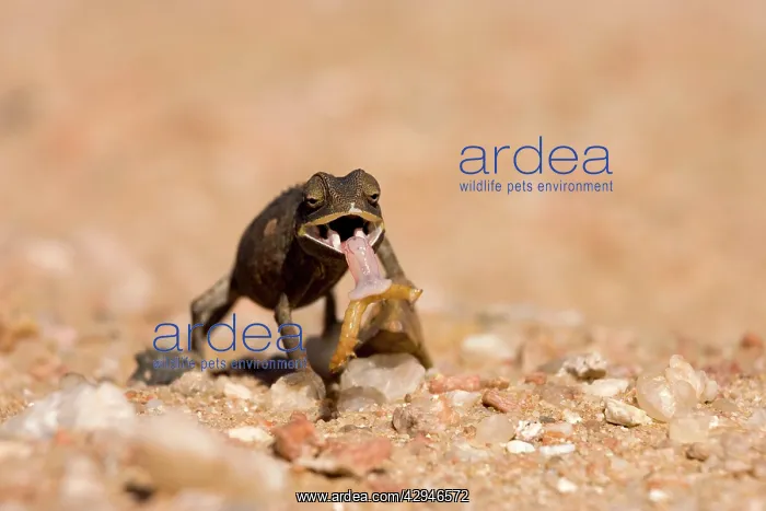 : Namaqua Chameleon - Baby with tongue extended catching : Namaqua Chameleon - Baby with tongue extended catching