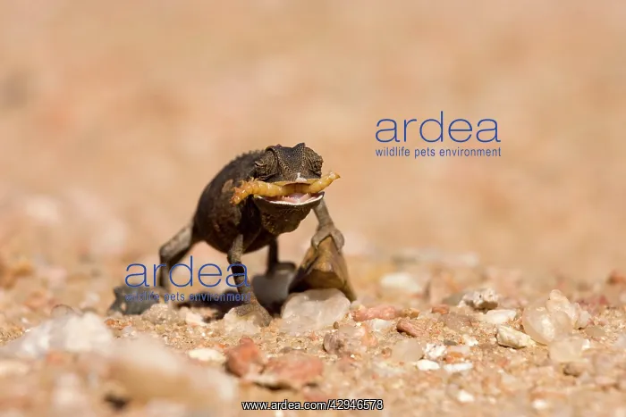  : Namaqua Chameleon-Baby with tongue extended catching