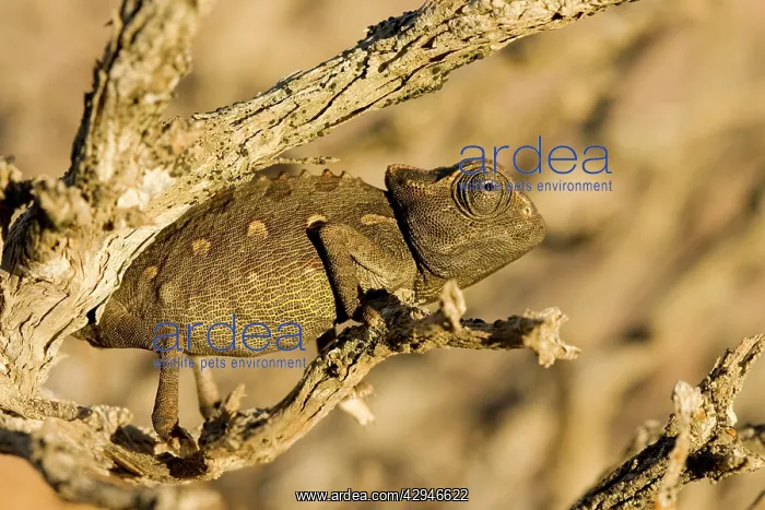 : Namaqua Chameleon - Baby waiting for prey : Namaqua Chameleon - Baby waiting for prey